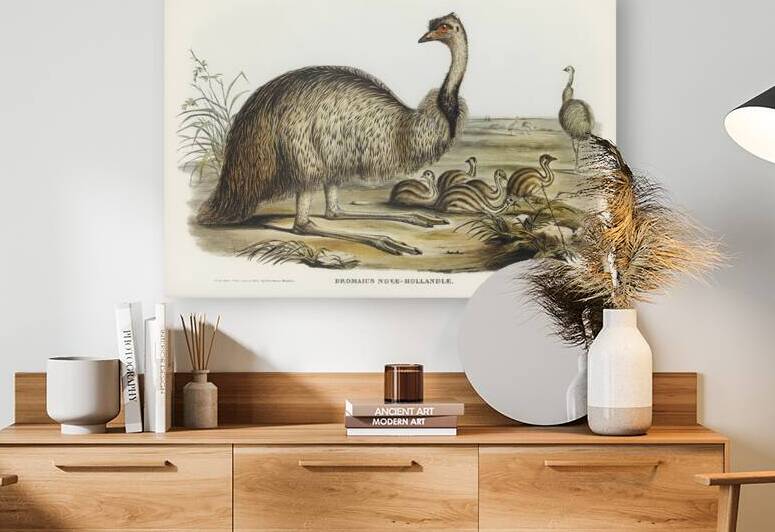 The Emu Dromaius Novae-Hollandiae illustrated by Elizabeth Gould 1804–1841 for John Gould’s 1804-1881 Birds of Australia  by IStockHistory com