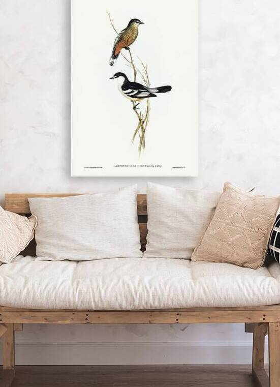 Black and White cuckooshrike Campephaga leucomela illustrated by Elizabeth Gould 1804–1841 for John Gould’s 1804-1881 Birds of Australia  by IStockHistory com