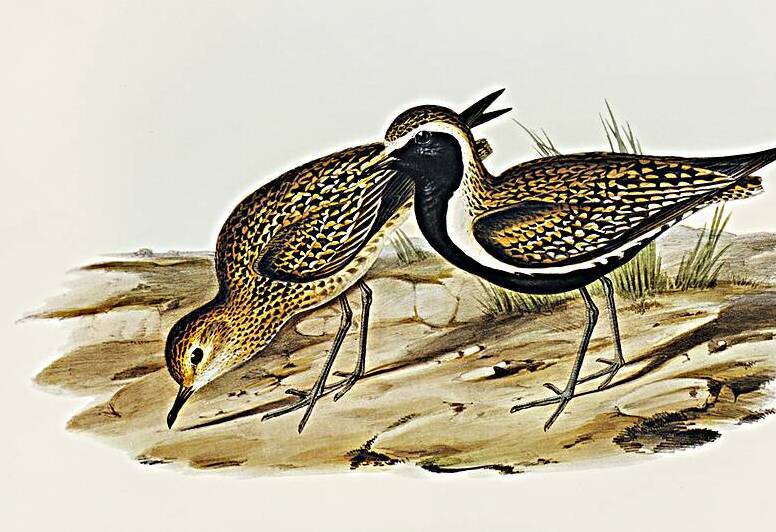 Australian Golden Plover Charadrius xanthocheilus illustrated by Elizabeth Gould 1804–1841 for John Gould’s 1804-1881 Birds of Australia  by IStockHistory com