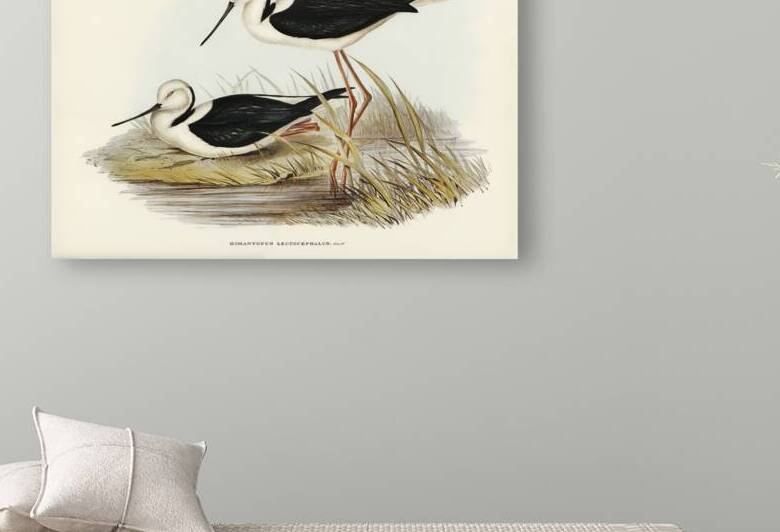 White-headed Stilt Himantopus leucocephalus illustrated by Elizabeth Gould 1804–1841 for John Gould’s 1804-1881 Birds of Australia  by IStockHistory com
