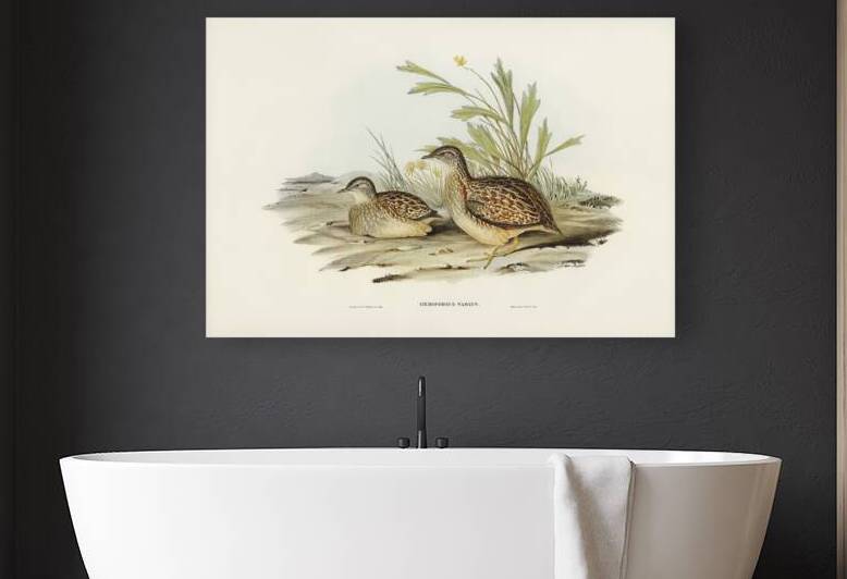 Varied Hemipode Hemipodius Varius illustrated by Elizabeth Gould 1804–1841 for John Gould’s 1804-1881 Birds of Australia  by IStockHistory com