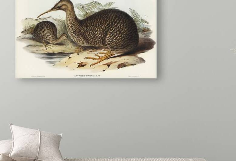 Little spotted kiwi or Little gray kiwi Apteryx Owenii illustrated by Elizabeth Gould 1804–1841 for John Gould’s 1804-1881 Birds of Australia  by IStockHistory com