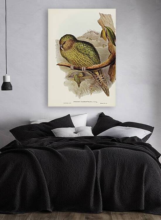 Little spotted kiwi or Little gray kiwi Apteryx Owenii illustrated by Elizabeth Gould 1804–1841 for John Gould’s 1804-1881 Birds of Australia  by IStockHistory com