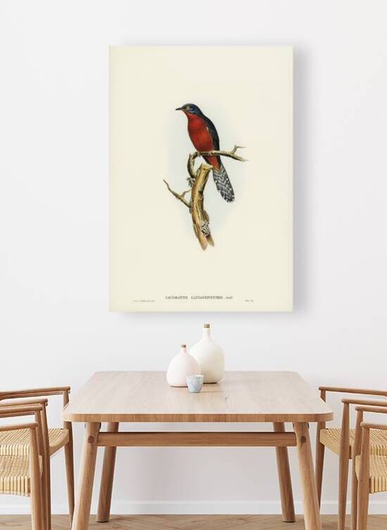Chestnut-breasted Cuckoo Cacomantis castaneiventris illustrated by Elizabeth Gould 1804–1841 for John Gould’s 1804-1881 Birds of Australia  by IStockHistory com