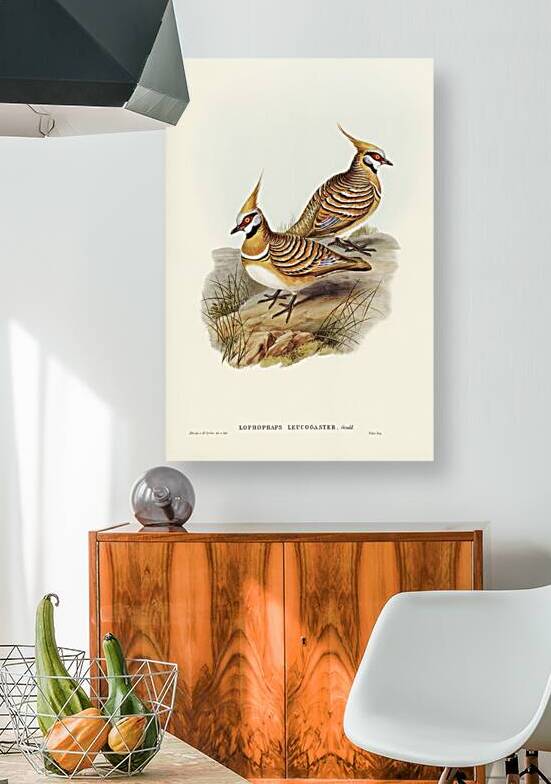 White-bellied Bronzewing Lophophaps leucogaster illustrated by Elizabeth Gould 1804–1841 for John Gould’s 1804-1881 Birds of Australia  by IStockHistory com