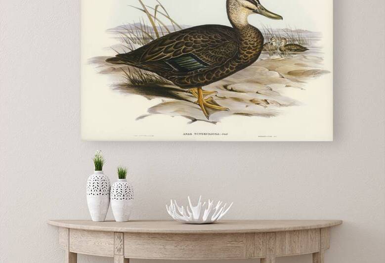 Australian Wild Duck Anus superciliosa illustrated by Elizabeth Gould 1804–1841 for John Gould’s 1804-1881 Birds of Australia  by IStockHistory com