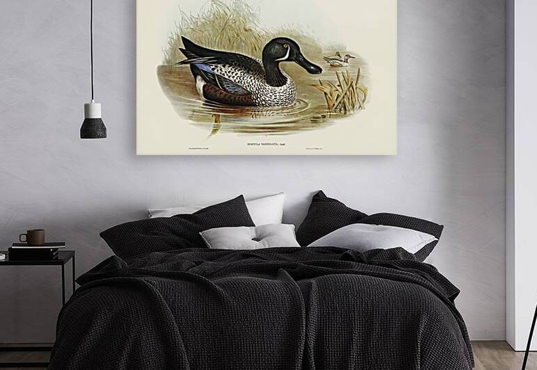 Variegated Shoveller Spatula Variegata illustrated by Elizabeth Gould 1804–1841 for John Gould’s 1804-1881 Birds of Australia  by IStockHistory com