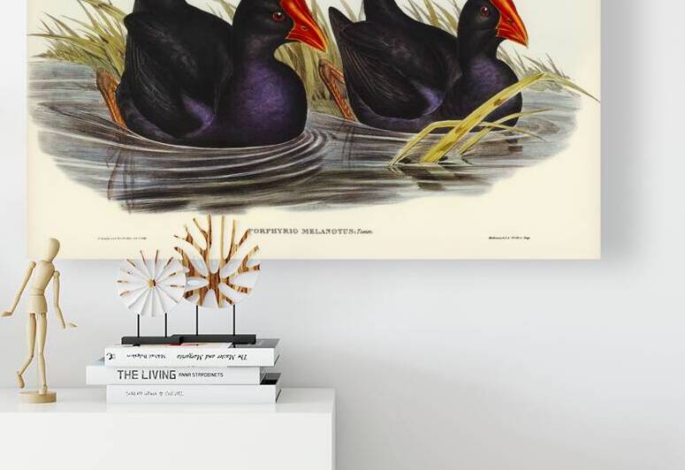 Variegated Shoveller Spatula Variegata illustrated by Elizabeth Gould 1804–1841 for John Gould’s 1804-1881 Birds of Australia  by IStockHistory com
