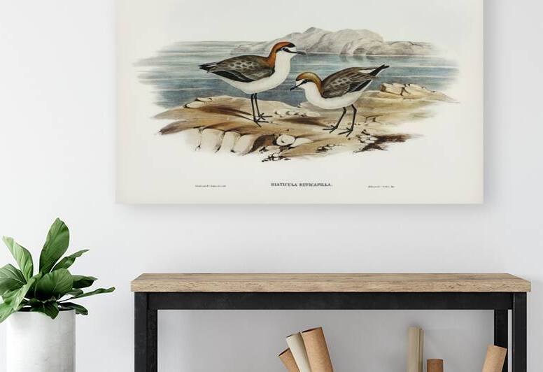 Red-capped Dottrel Hiaticula ruficapilla illustrated by Elizabeth Gould 1804–1841 for John Gould’s 1804-1881 Birds of Australia  by IStockHistory com