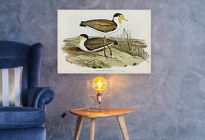 Wattle Pewit Lobivanellus lobatus illustrated by illustrated by Elizabeth Gould 1804–1841 for John Gould’s 1804-1881 Birds of Australia  by IStockHistory com