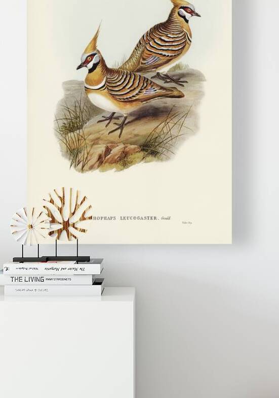 White-bellied Bronzewing Lophophaps leucogaster illustrated by Elizabeth Gould 1804–1841 for John Gould’s 1804-1881 Birds of Australia  by IStockHistory com