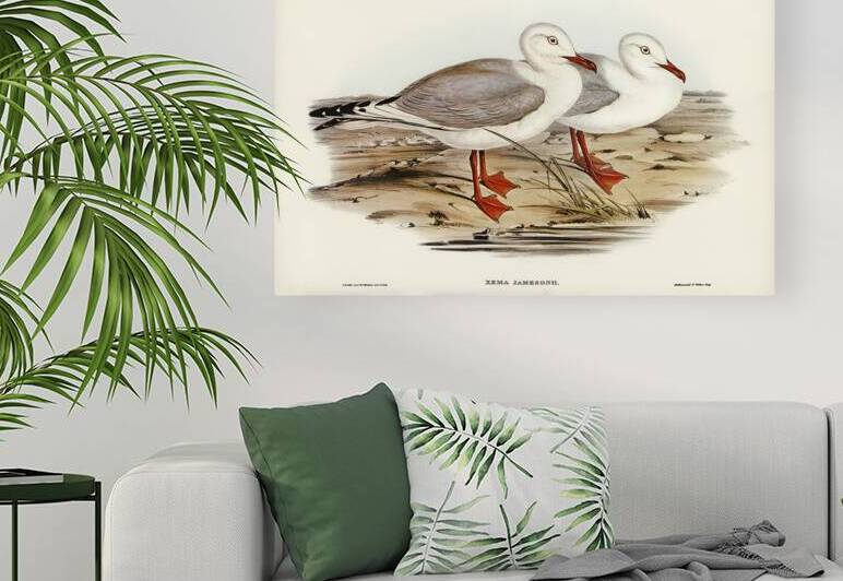 Jamesons Gull Xema Jamesonii illustrated by Elizabeth Gould 1804–1841 for John Gould’s 1804-1881 Birds of Australia  by IStockHistory com
