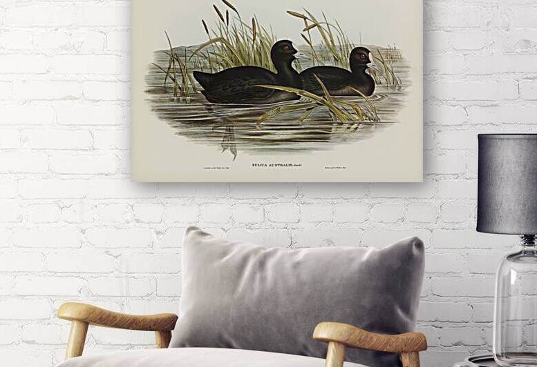Australian Coot Fulica Australis illustrated by Elizabeth Gould 1804–1841 for John Gould’s 1804-1881 Birds of Australia  by IStockHistory com