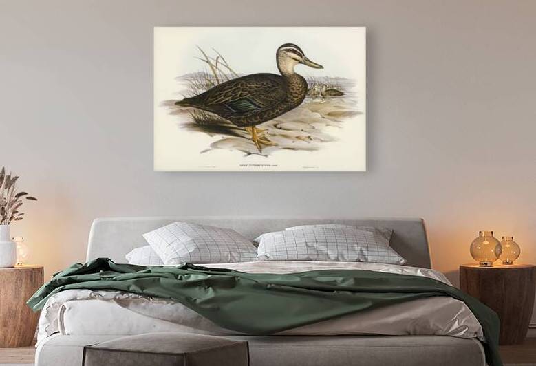 Australian Wild Duck Anus superciliosa illustrated by Elizabeth Gould 1804–1841 for John Gould’s 1804-1881 Birds of Australia  by IStockHistory com
