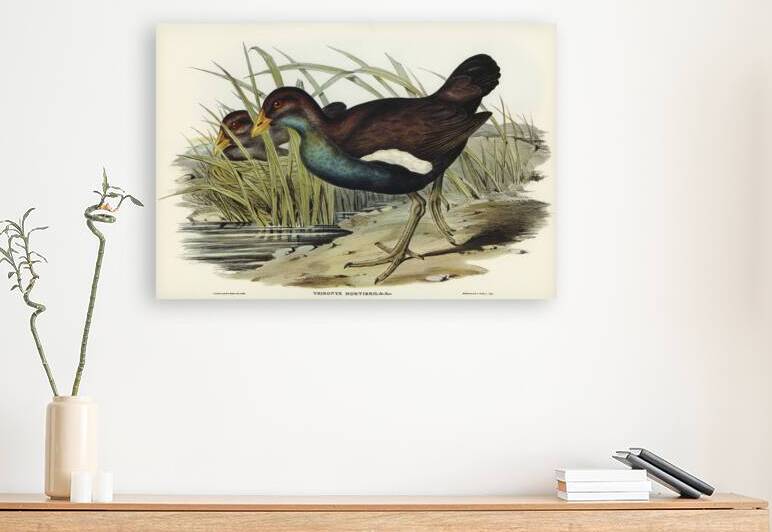 Australian Wild Duck Anus superciliosa illustrated by Elizabeth Gould 1804–1841 for John Gould’s 1804-1881 Birds of Australia  by IStockHistory com
