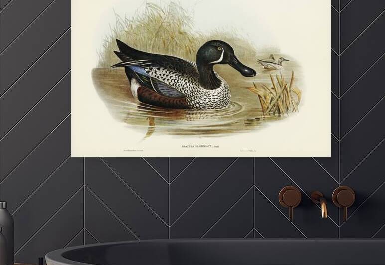 Variegated Shoveller Spatula Variegata illustrated by Elizabeth Gould 1804–1841 for John Gould’s 1804-1881 Birds of Australia  by IStockHistory com