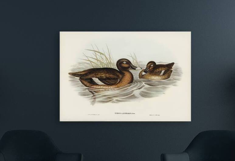 White-eyed Duck Nyroca Australis illustrated by Elizabeth Gould 1804–1841 for John Gould’s 1804-1881 Birds of Australia  by IStockHistory com