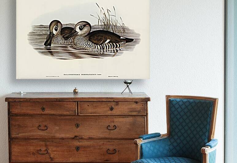Membranaceous Duck Malacorhynchus membranaceus illustrated by Elizabeth Gould 1804–1841 for John Gould’s 1804-1881 Birds of Australia  by IStockHistory com