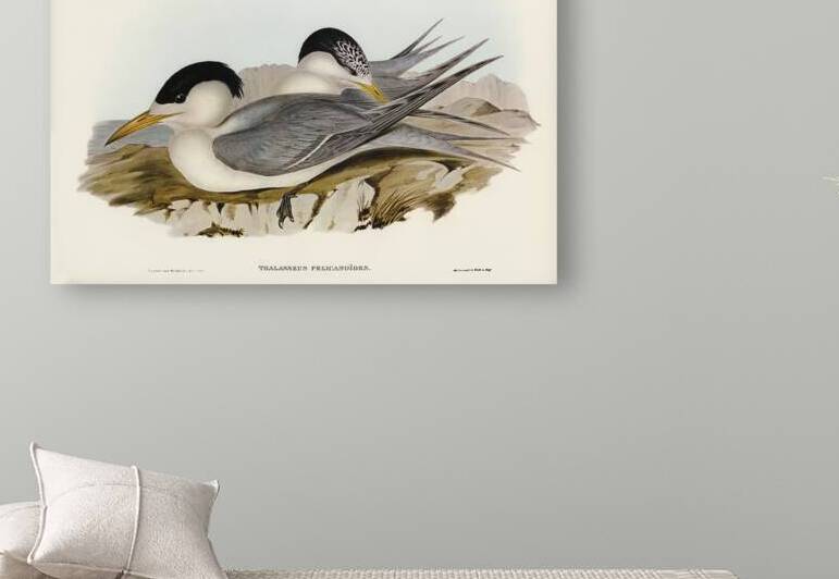 Torres Straits Tern Thalasseus Pelecanoides illustrated by Elizabeth Gould 1804–1841 for John Gould’s 1804-1881 Birds of Australia  by IStockHistory com