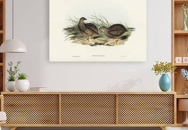 Sombre Partridge Synoicus sordidus illustrated by Elizabeth Gould 1804–1841 for John Gould’s 1804-1881 Birds of Australia  by IStockHistory com