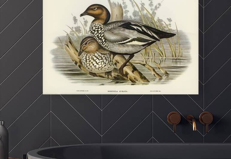 Maned Goose Bernicla jubata illustrated by Elizabeth Gould 1804–1841 for John Gould’s 1804-1881 Birds of Australia  by IStockHistory com