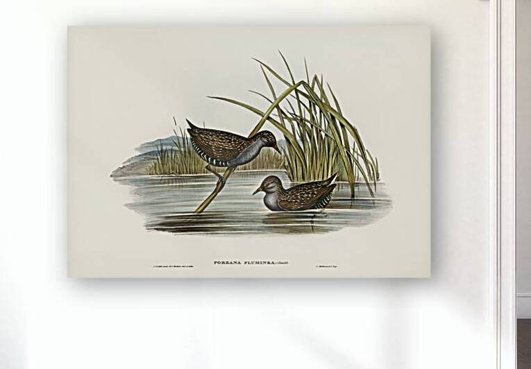 Spotted Water Crake Porzana fluminea illustrated by Elizabeth Gould 1804–1841 for John Gould’s 1804-1881 Birds of Australia  by IStockHistory com