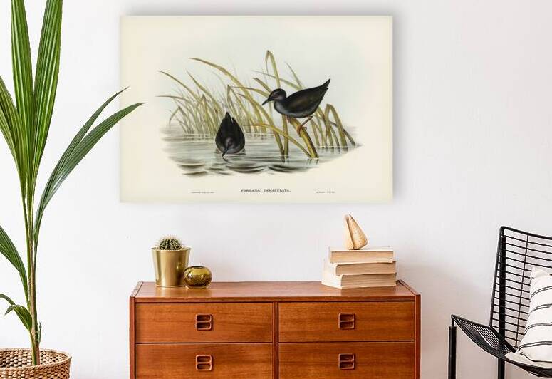 Spotless Gallinule Porzana immaculata illustrated by Elizabeth Gould 1804–1841 for John Gould’s 1804-1881 Birds of Australia  by IStockHistory com
