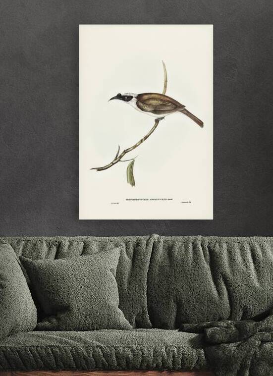 Silvery-crowned Friar Bird Tropidorhynchus argenticeps illustrated by Elizabeth Gould 1804–1841 for John Gould’s 1804-1881 Birds of Australia  by IStockHistory com