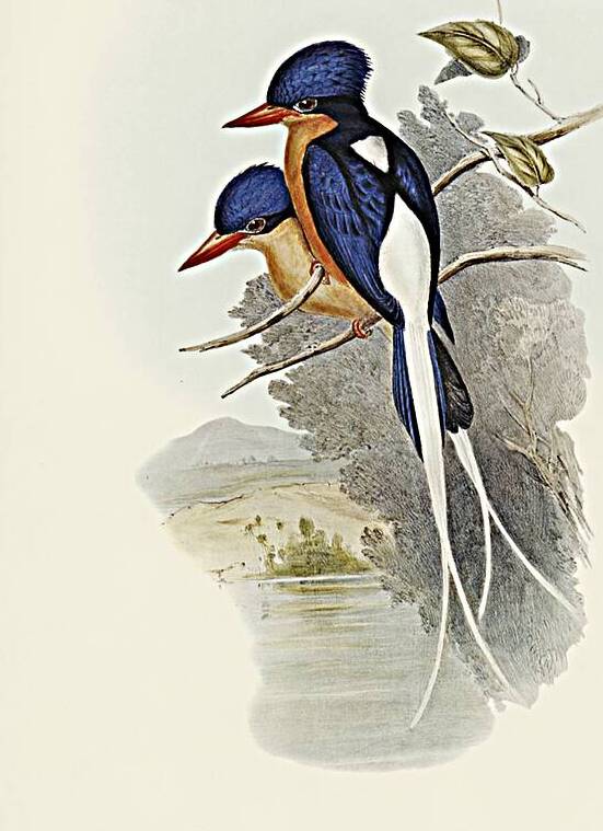 White-tailed Tanysiptera Tanysiptera Sylvia illustrated by Elizabeth Gould 1804–1841 for John Gould’s 1804-1881 Birds of Australia  by IStockHistory com