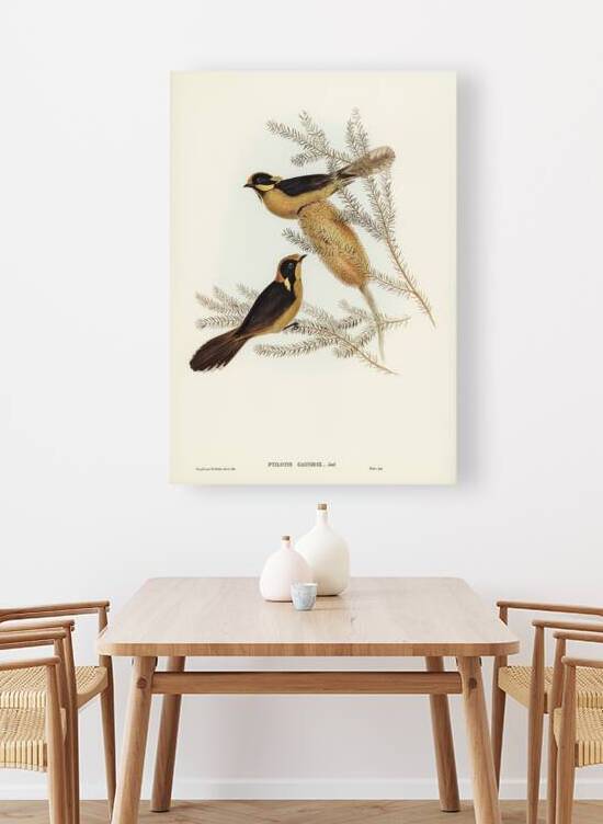 Helmeted Honey-eater Ptilotis cassidix illustrated by Elizabeth Gould 1804–1841 for John Gould’s 1804-1881 Birds of Australia  by IStockHistory com