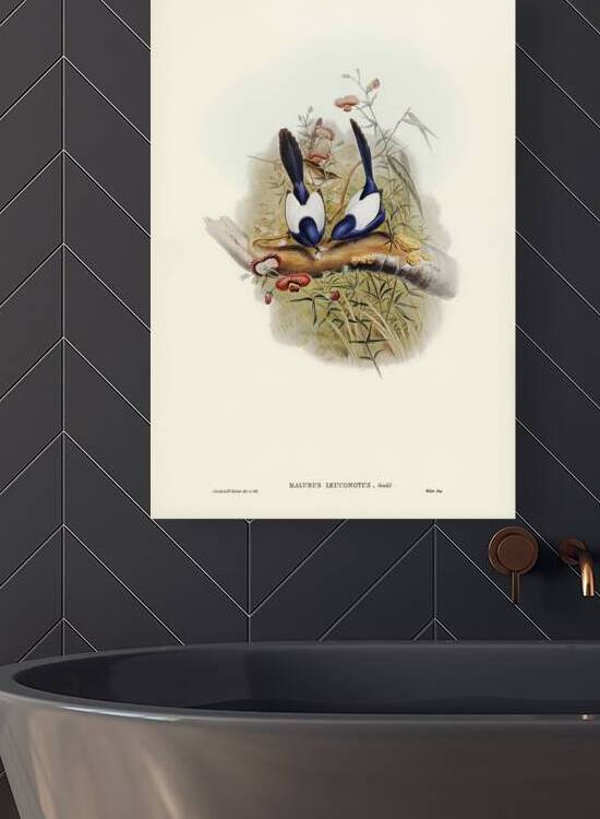 White-backed Superb Warbler Malurus leuconotus illustrated by Elizabeth Gould 1804–1841 for John Gould’s 1804-1881 Birds of Australia  by IStockHistory com