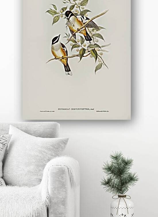 Buff-sided Robin Petroica cerviniventris illustrated by Elizabeth Gould 1804–1841 for John Gould’s 1804-1881 Birds of Australia  by IStockHistory com