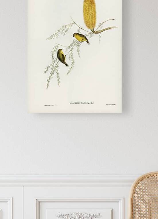 Little Acanthiza Acanthiza nana illustrated by Elizabeth Gould 1804–1841 for John Gould’s 1804-1881 Birds of Australia  by IStockHistory com