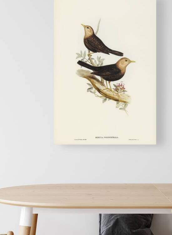 Grey-headed Blackbird Merula poliocephala illustrated by Elizabeth Gould 1804–1841 for John Gould’s 1804-1881 Birds of Australia  by IStockHistory com