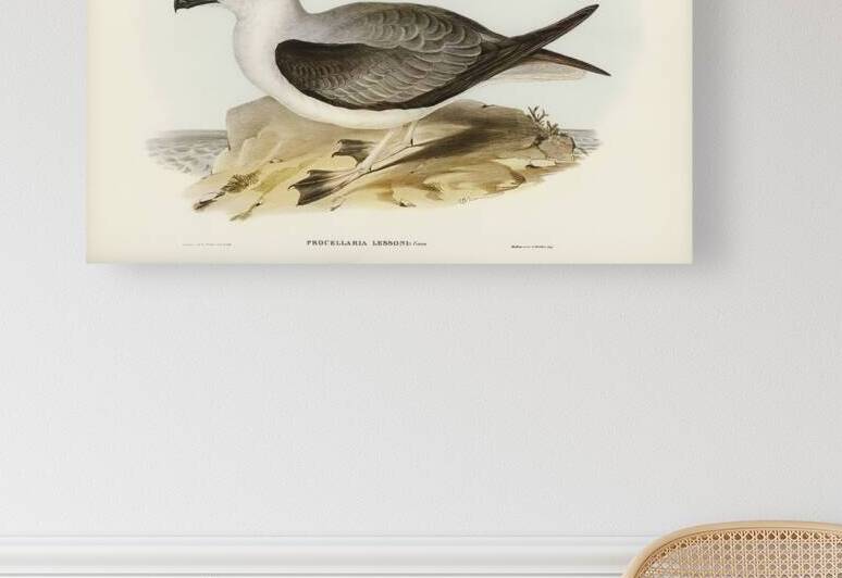 White-headed Petrel Procellaria Lessonii illustrated by Elizabeth Gould 1804–1841 for John Gould’s 1804-1881 Birds of Australia  by IStockHistory com