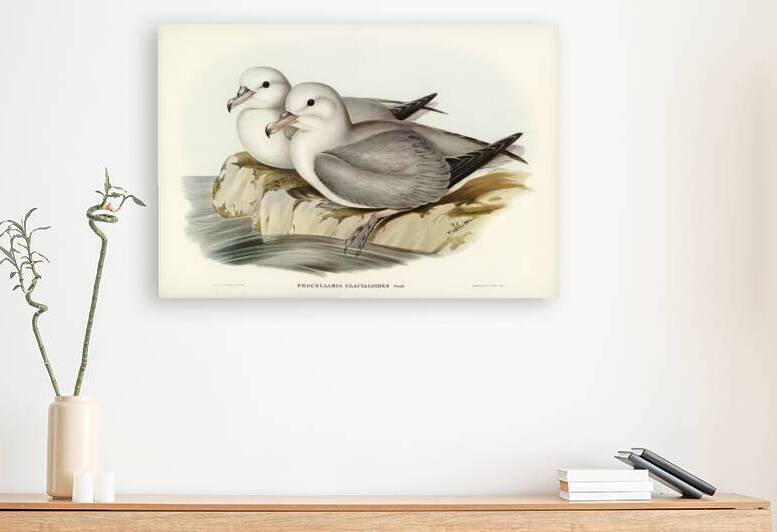 Silvery Grey Petrel Procellaria Glacialoides illustrated by Elizabeth Gould 1804–1841 for John Gould’s 1804-1881 Birds of Australia  by IStockHistory com