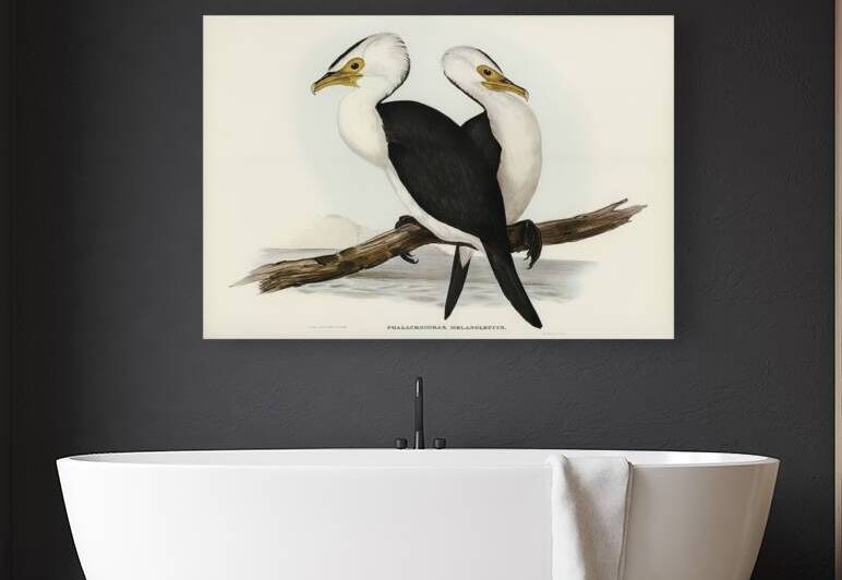 Little pied cormorant Phalacrocorax melanoleucus illustrated by Elizabeth Gould 1804–1841 for John Gould’s 1804-1881 Birds of Australia  by IStockHistory com