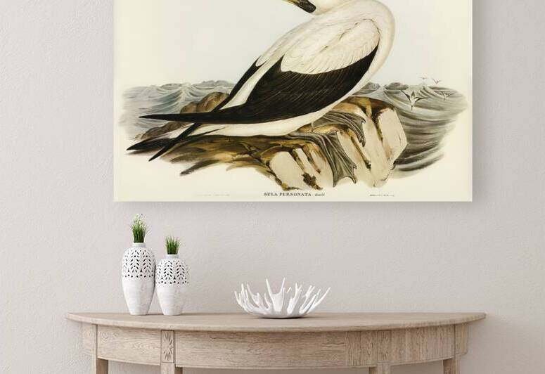 Masked Gannet Sula personata illustrated by Elizabeth Gould 1804–1841 for John Gould’s 1804-1881 Birds of Australia  by IStockHistory com