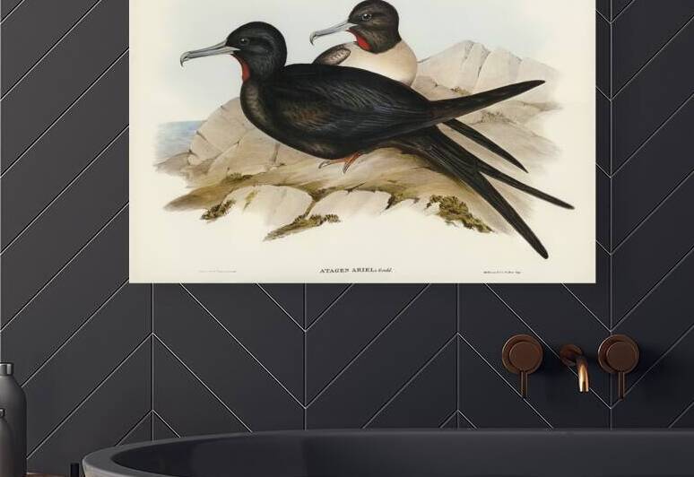 Small Frigate Bird Attagen Ariel illustrated by Elizabeth Gould 1804–1841 for John Gould’s 1804-1881 Birds of Australia  by IStockHistory com