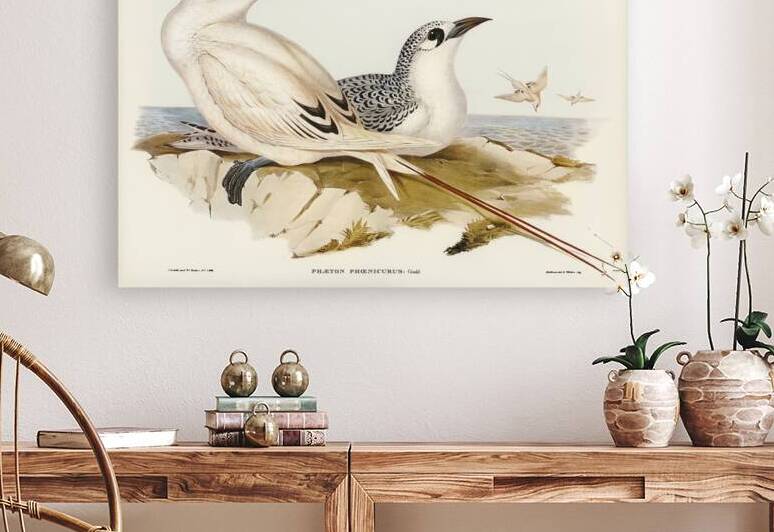 Red-tailed Tropic Bird Phaeton phoenicurusillustrated by Elizabeth Gould 1804–1841 for John Gould’s 1804-1881 Birds of Australia  by IStockHistory com