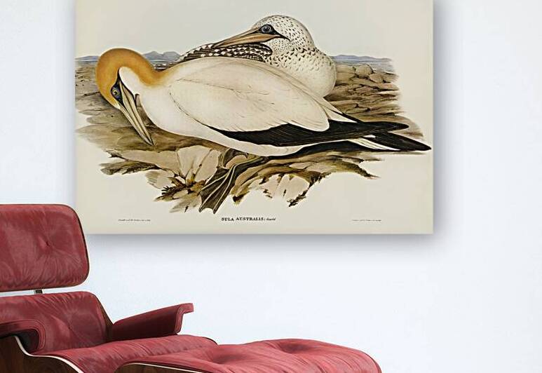 Australian Gannet Sula Australis illustrated by Elizabeth Gould 1804–1841 for John Gould’s 1804-1881 Birds of Australia  by IStockHistory com