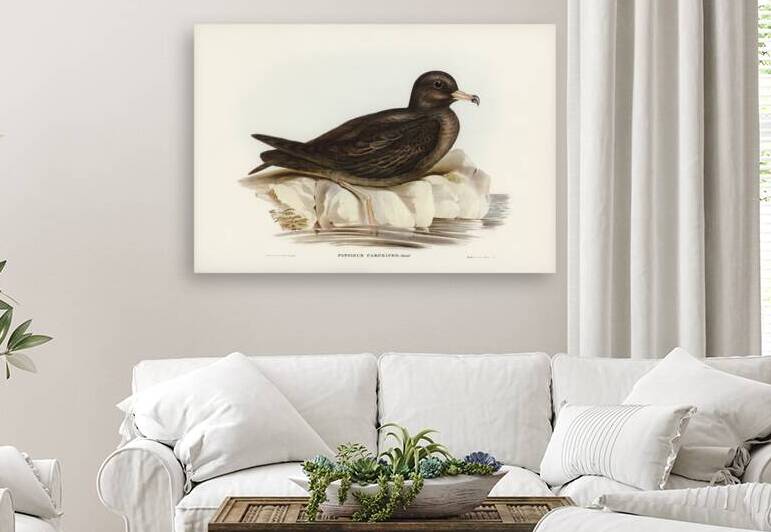 Fleshy-footed Petrel Puffinus carneipes illustrated by Elizabeth Gould 1804–1841 for John Gould’s 1804-1881 Birds of Australia  by IStockHistory com