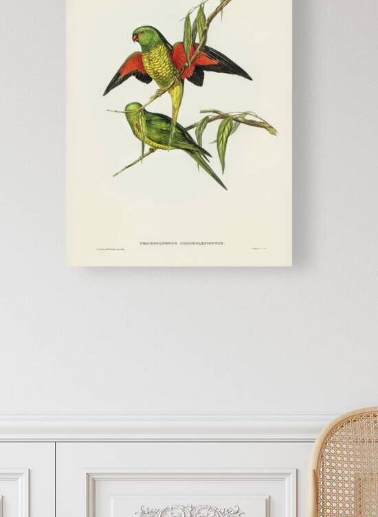 Scaly-breasted Lorikeet Trichoglossus chlorolepidotus illustrated by Elizabeth Gould 1804–1841 for John Gould’s 1804-1881 Birds of Australia  by IStockHistory com