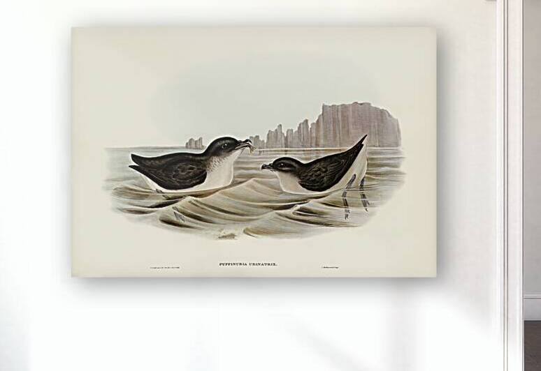 Diving Petrel Puffinuria Urinatrix illustrated by Elizabeth Gould 1804–1841 for John Gould’s 1804-1881 Birds of Australia  by IStockHistory com