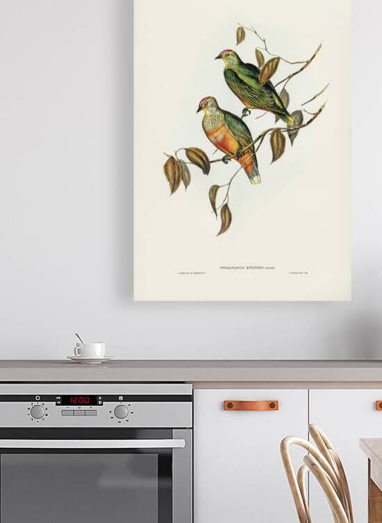 Ewings Fruit Pigeon Ptilinopus Ewingii illustrated by Elizabeth Gould 1804–1841 for John Gould’s 1804-1881 Birds of Australia  by IStockHistory com