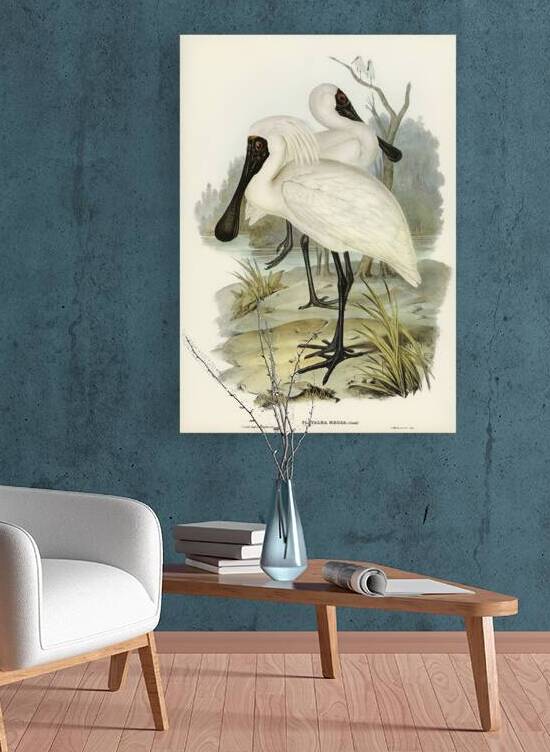 Royal spoonbill platalea regia illustrated by Elizabeth Gould 1804–1841 for John Gould’s 1804-1881 Birds of Australia  by IStockHistory com