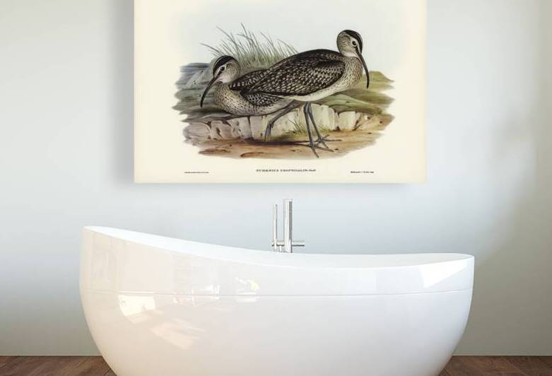 Australian Whimbrel Numenius uropygialis illustrated by Elizabeth Gould 1804–1841 for John Gould’s 1804-1881 Birds of Australia  by IStockHistory com