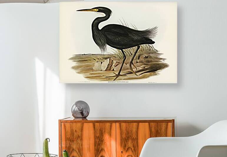 Sombre Egret Herodias pannosus illustrated by Elizabeth Gould 1804–1841 for John Gould’s 1804-1881 Birds of Australia  by IStockHistory com
