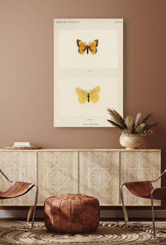 Orange Sulphur Colias Eurytheme from Moths and butterflies of the United States 1900 by Sherman F. Denton 1856-1937.  by IStockHistory com