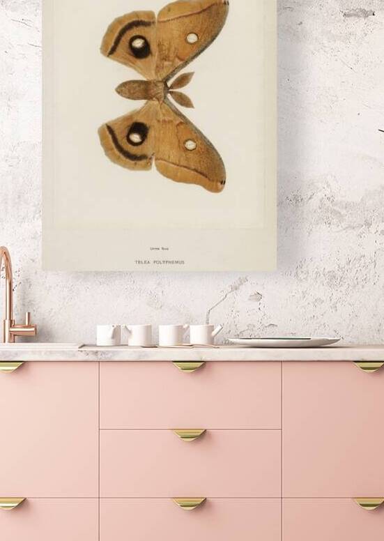 Polyphemus Moth Telea Polyphemus from Moths and Butterflies of the United States 1900 by Sherman F. Denton 1856-1937.  by IStockHistory com